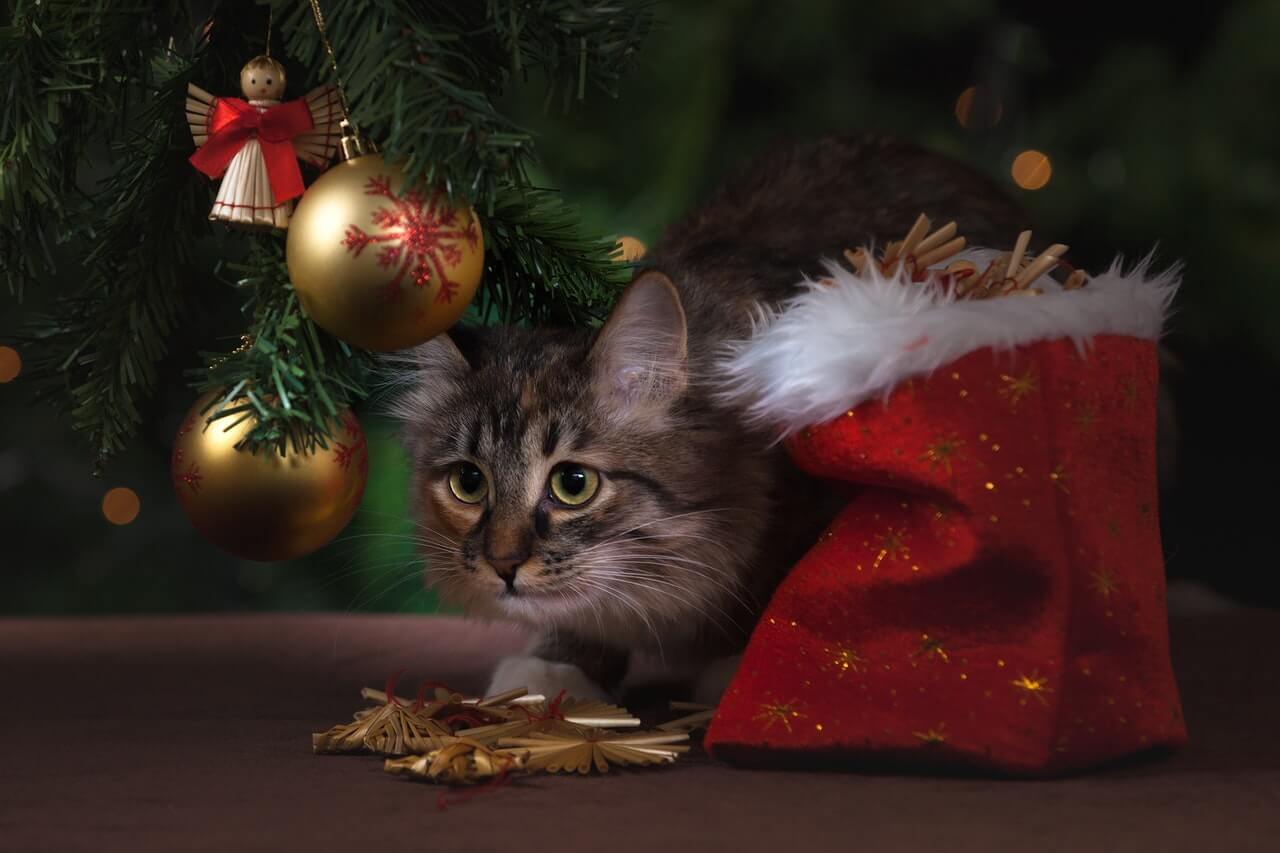 Christmas Discount Codes for Pet Shops